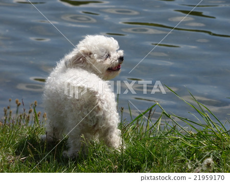 White little dog White little dog 21959170