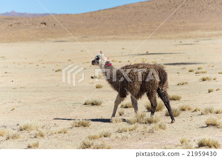 One single llama on the Andean highland in Bolivia 21959430