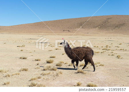 One single llama on the Andean highland in Bolivia One single llama on the Andean highland in Bolivia 21959557