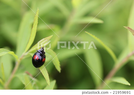 Namitento(變形雙色型) Namitento(變形雙色型) 21959691