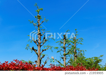 Ferris wheel of Arakawa amusement park and red young leaf of red needle 21959995