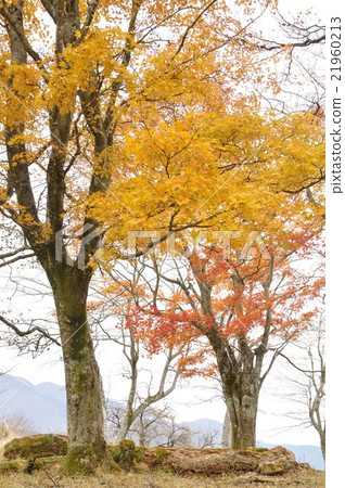 The yellow leaves of maple The yellow leaves of maple 21960213