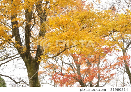 The yellow leaves of maple 21960214