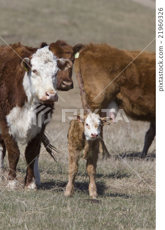 Newborn Calf 21960326