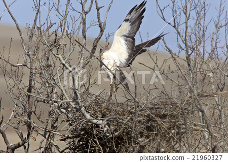 Swainson Hawk 21960327