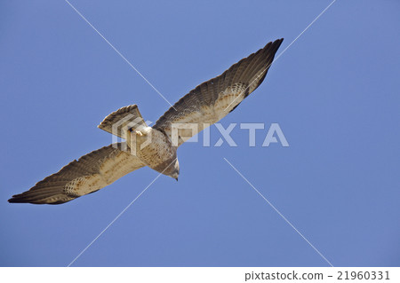 Swainson Hawk 21960331