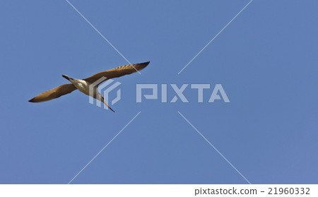 Godwit in flight Godwit in flight 21960332