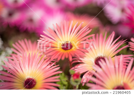 Luminous flower Livingston · Daisy closeup Luminous flower Livingston · Daisy closeup 21960405