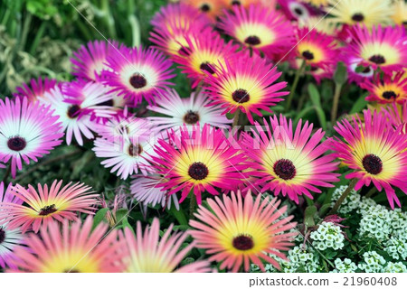 發光的花利文斯通·雛菊特寫鏡頭 21960408