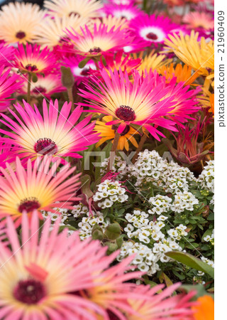 Luminous flower Livingston · Daisy closeup 21960409