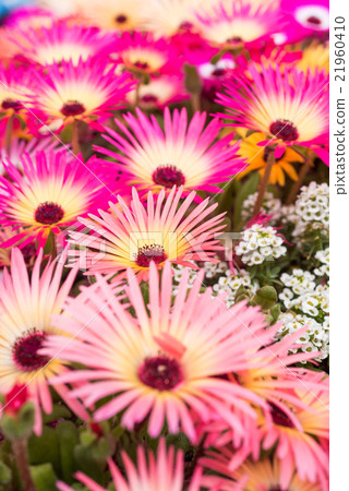 Luminous flower Livingston · Daisy closeup Luminous flower Livingston · Daisy closeup 21960410