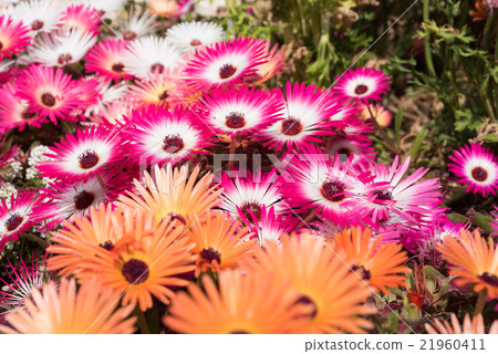 Luminous flower Livingston · Daisy closeup Luminous flower Livingston · Daisy closeup 21960411