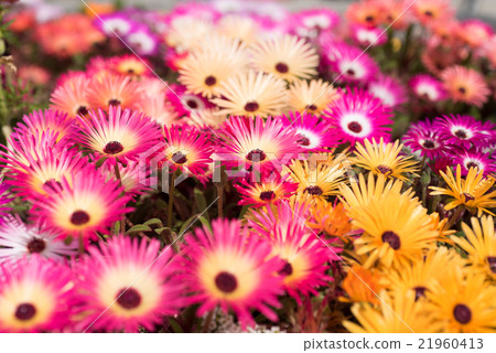 Luminous flower Livingston · Daisy closeup Luminous flower Livingston · Daisy closeup 21960413