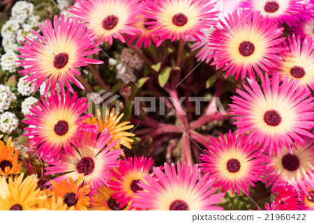 發光的花利文斯通·雛菊特寫鏡頭 21960422