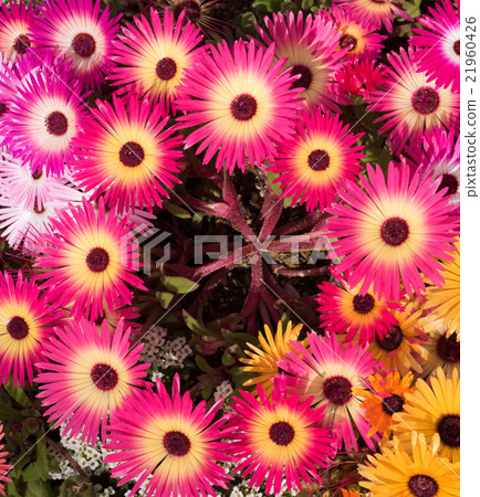 發光的花利文斯通·雛菊特寫鏡頭 發光的花利文斯通·雛菊特寫鏡頭 21960426