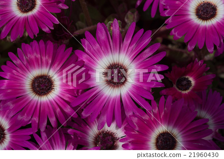 發光的花利文斯通·雛菊特寫鏡頭 21960430