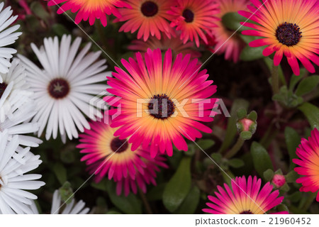Luminous flower Livingston · Daisy closeup 21960452