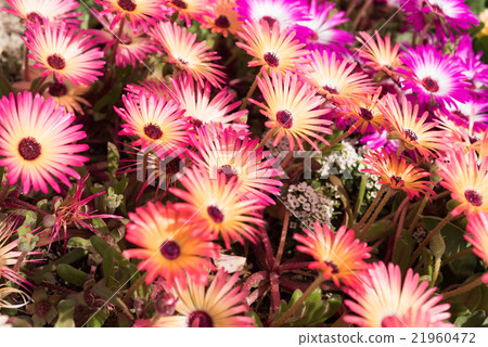 發光的花利文斯通·雛菊特寫鏡頭 21960472