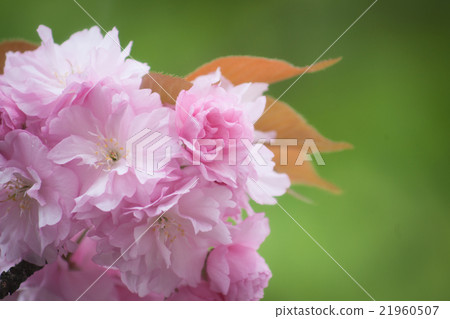 Double cherry blossoms 21960507