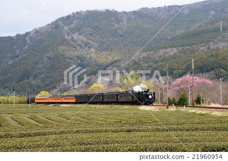 茶場Kawane線 茶場Kawane線 21960954