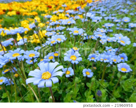 植物花瓣 21960958