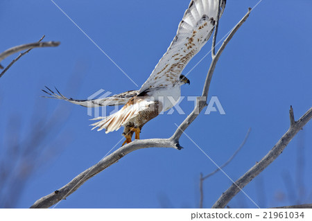 Ferruginous Hawk Ferruginous Hawk 21961034