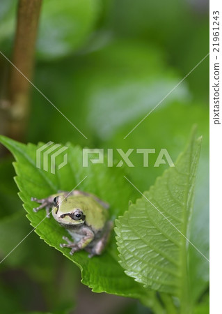 Japanese black frog 21961243