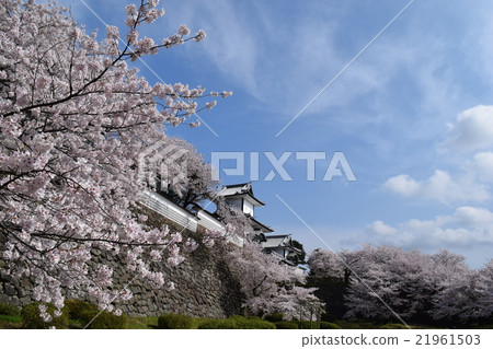 Ishikawa Mon櫻花 21961503