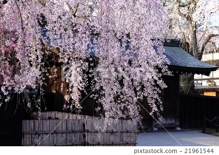 Sakura at Kakunodate Sakura at Kakunodate 21961544