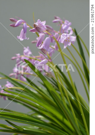 Hyacinthoides Hyacinthoides 21961794