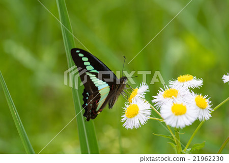 Aosujijeha and Himejon 21962230