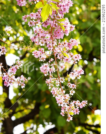 Inthanin, Queen's flowers, Pride of India in group Inthanin, Queen's flowers, Pride of India in group 21962295