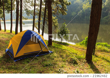 Camping in the forest pine 21962482