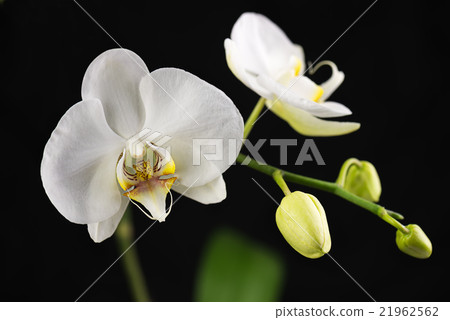 Beautiful orchid branch on black background. Beautiful orchid branch on black background. 21962562