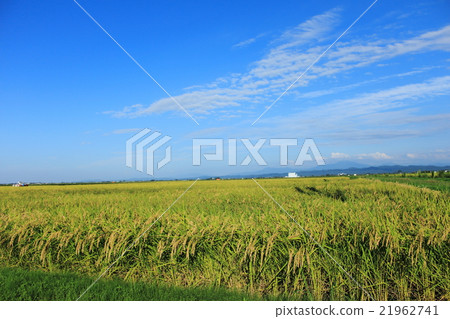 Rice paddy Niigata Rice paddy Niigata 21962741