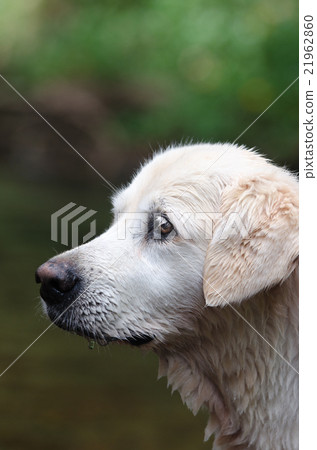 Golden rejoicing at the dog park in Australia Golden rejoicing at the dog park in Australia 21962860