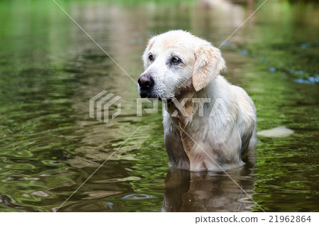 Golden rejoicing at the dog park in Australia Golden rejoicing at the dog park in Australia 21962864