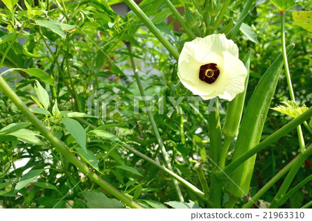 秋葵的花和果實 21963310