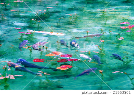 莫奈的池塘 21963501