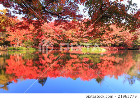 Kunishibai autumn leaves 21963779