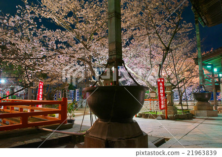In the precinct of the light-up from the Kinii-dera main shrine full of cherry blossoms In the precinct of the light-up from the Kinii-dera main shrine full of cherry blossoms 21963839