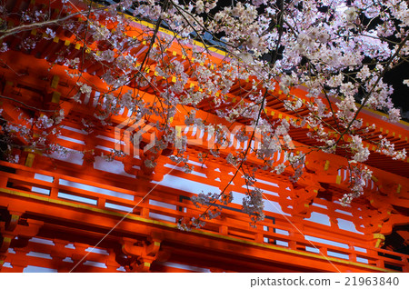 Cherry blossoms in full bloom Kinakaidera Daimon across cherry blossoms lighted up Cherry blossoms in full bloom Kinakaidera Daimon across cherry blossoms lighted up 21963840