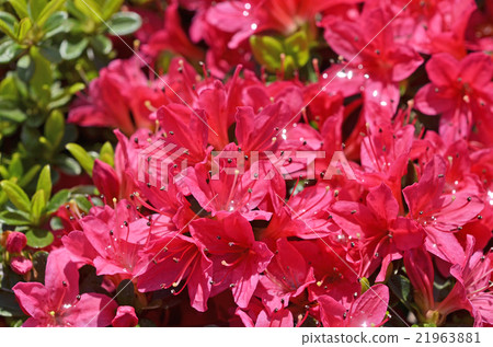 Azalea 21963881