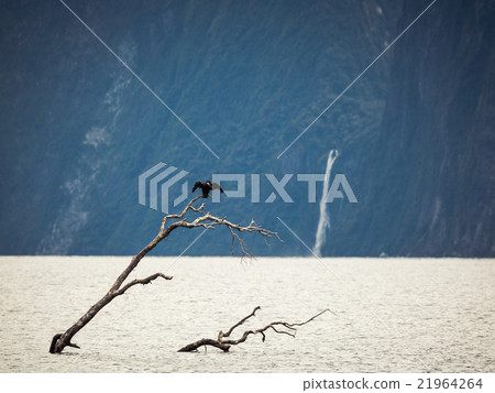 Milford sound 21964264