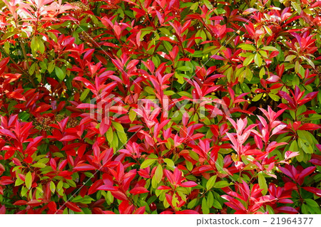 Benicarptera的對沖 Benicarptera的對沖 21964377