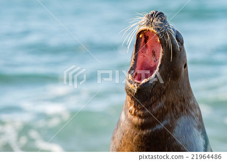 Stock Photo: Roar of sea lion seal