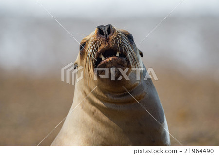 Stock Photo: Roar of sea lion seal