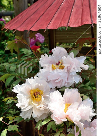 牡丹花 21964604