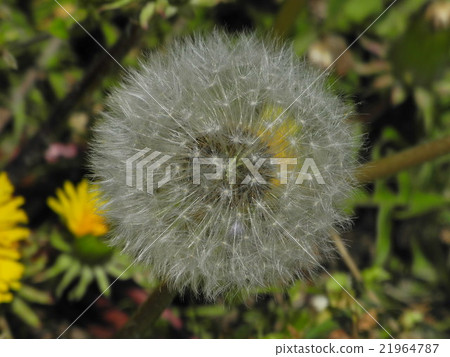 Dandelion seeds Dandelion seeds 21964787