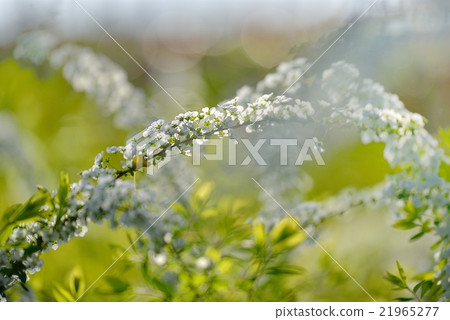 Curvaceous beauty of Yukiyane 21965277